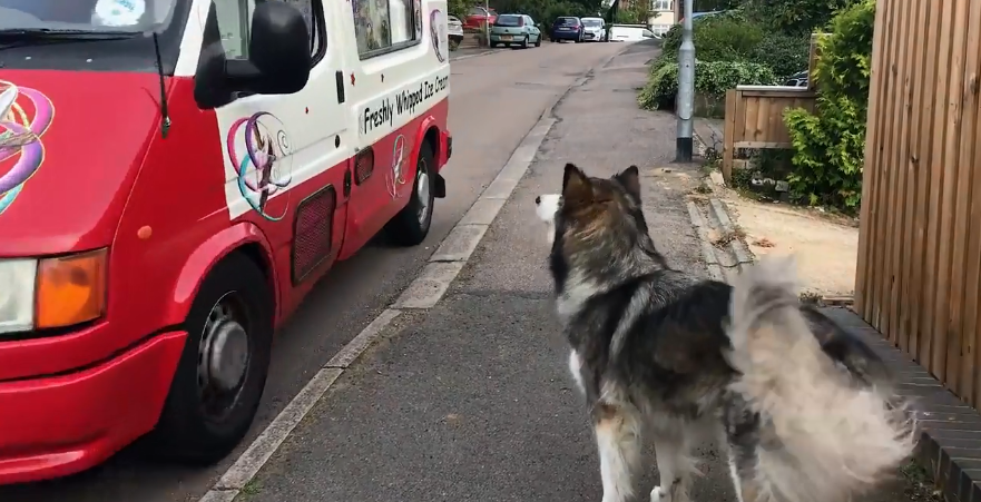 cane aspetta gelataio