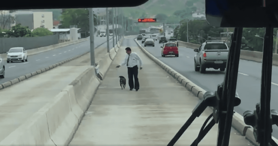 salva un cane dall'autostrada