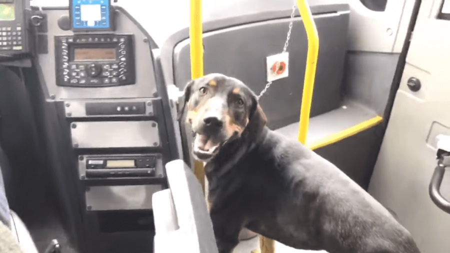 cane salvato dall'autostrada