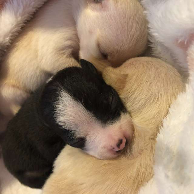 cuccioli di cane