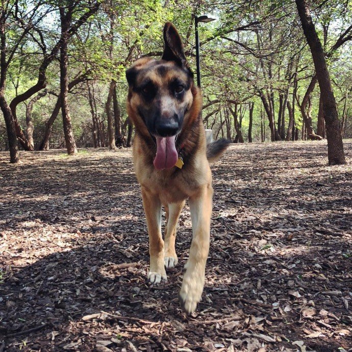 cane in passeggiata