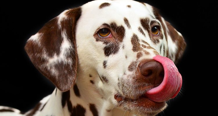 Quali Verdure Possono Mangiare I Cani Ecco La Lista Bigodino