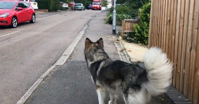 questo-alaskan-malamute-aspetta-ogni-giorno-il-camioncino-dei-gelati