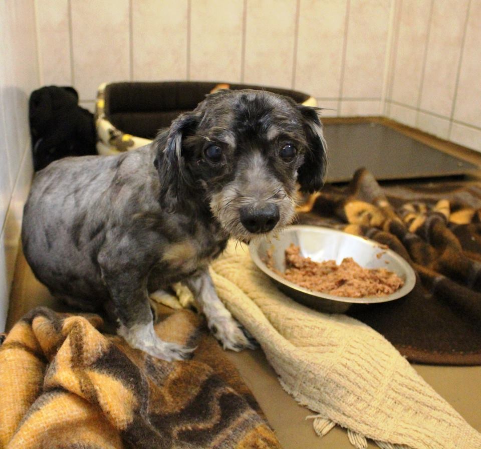 Volontari trovano in strada un cane intrappolato dal pelo e lo liberano... ecco com'è ora