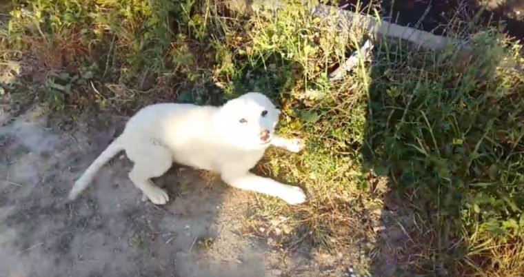 cane abbandonato