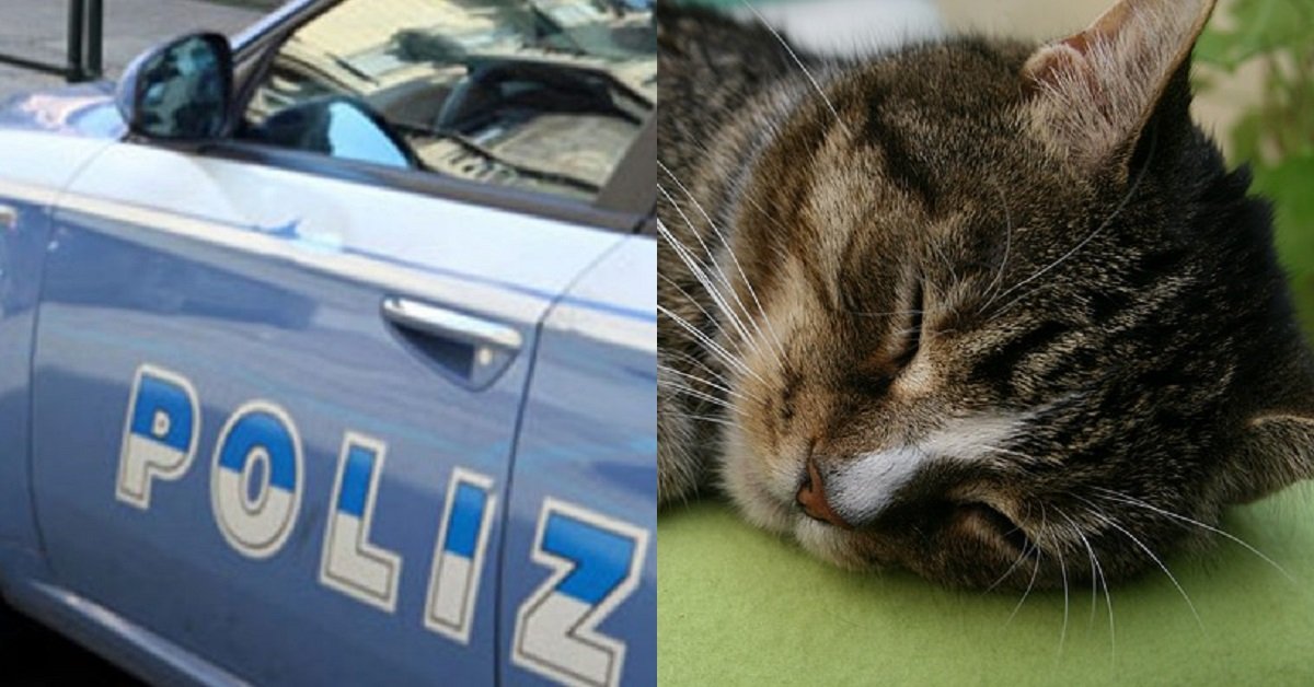 Siracusa uomo getta il gatto dal sesto piano