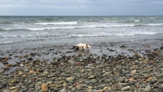 cane-salva-la-vita-ad-un-cucciolo-di-delfino