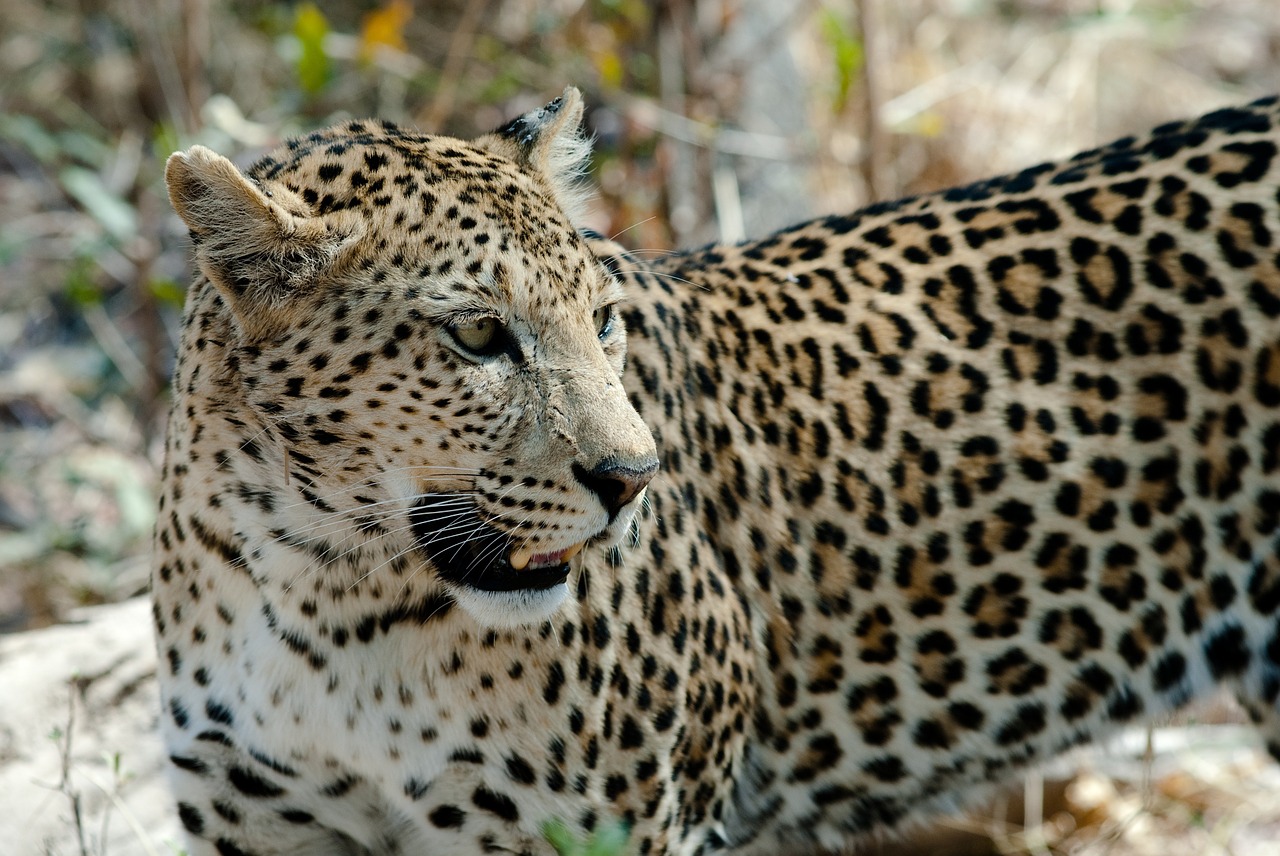 Bimba di 3 anni decapitata da un leopardo che l'ha rapita dalle ginocchia della madre