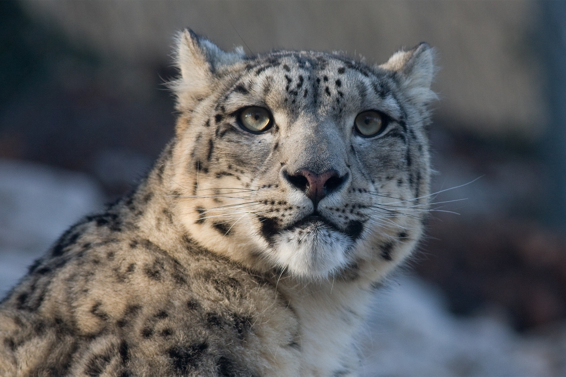 Bimba di 3 anni decapitata da un leopardo che l'ha rapita dalle ginocchia della madre