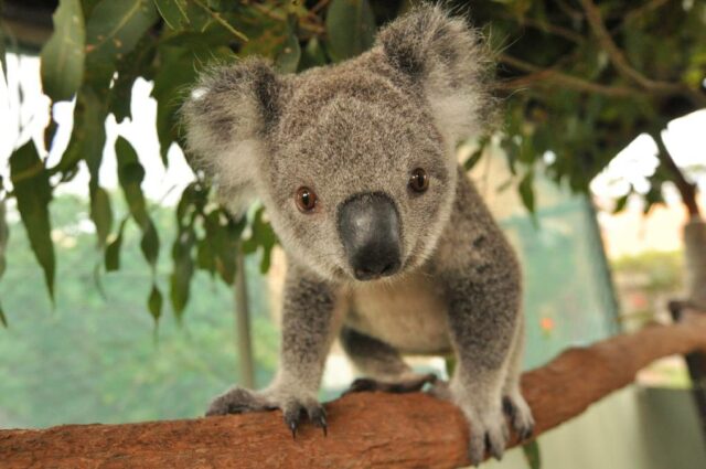 koala