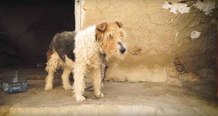 Fox Terrier