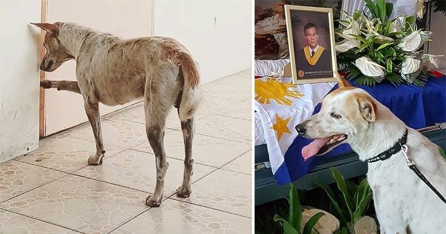 cagnolino dal cuore spezzato