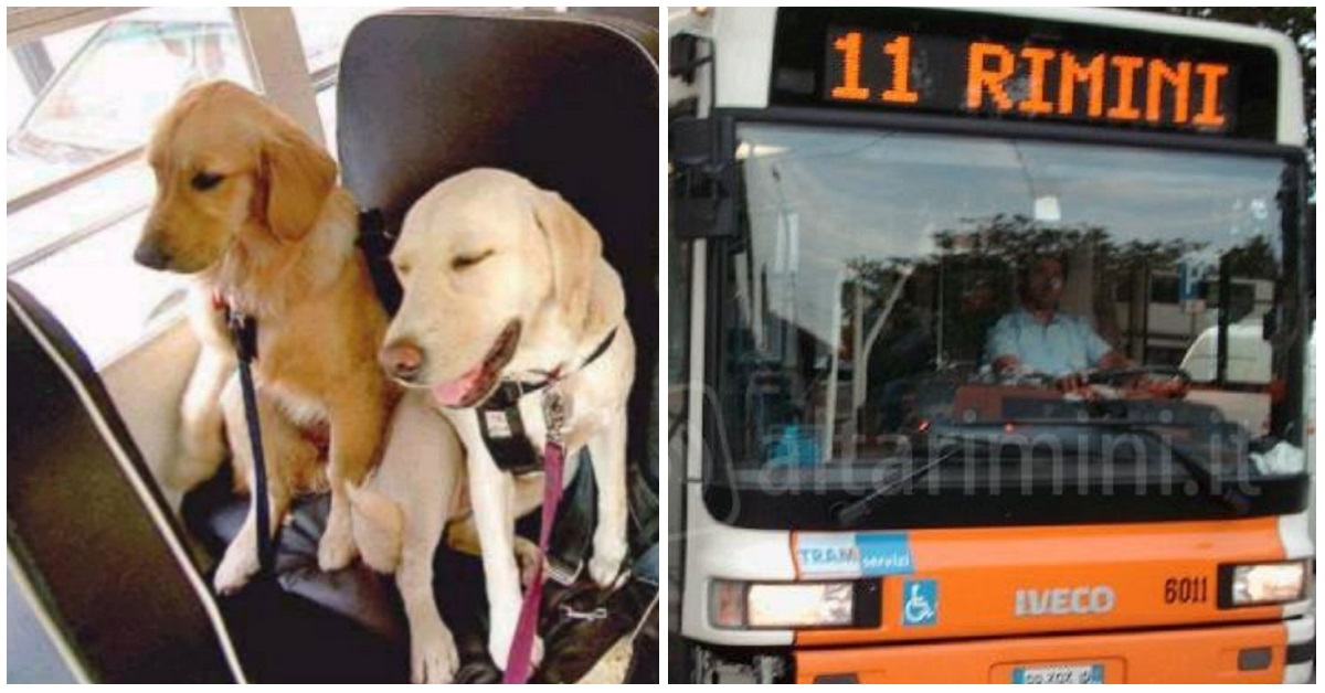 Rimini, cane sul pullman: minacciato l’autista