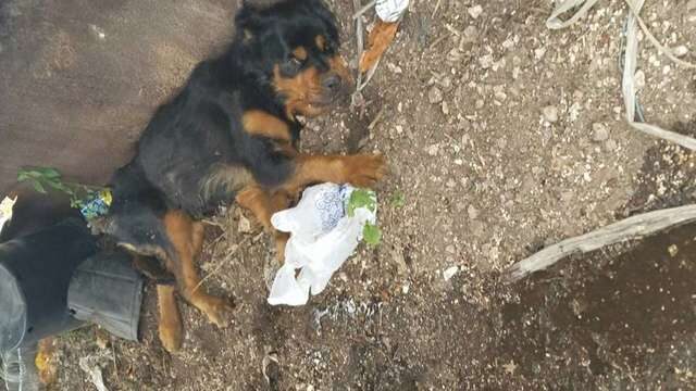 la-cagnolina-trovata-abbandonata-nella-discarica