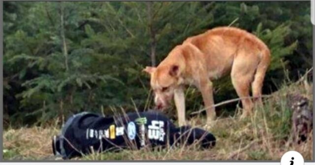 Bear-il-cucciolo-che-viveva-su-una-montagna-solo-ed-impaurito