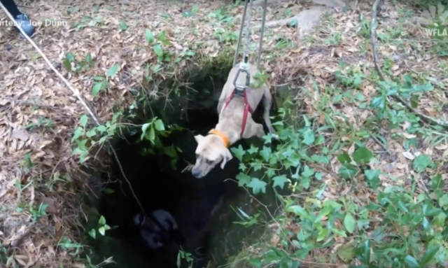 il-salvataggio-del-cane-intrappolato-sotto-una-grotta 2