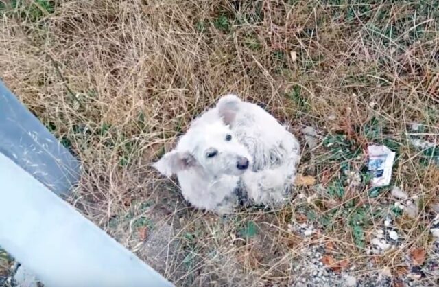 la-cagnolina-che-voleva-solo-andare-via-da-questo-mondo