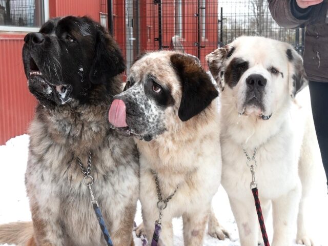 i-tre-fratellini-di-San-Bernardo-che-non-volevano-stare-separati