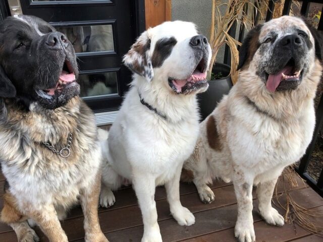 i-tre-fratellini-di-San-Bernardo-che-non-volevano-stare-separati 1