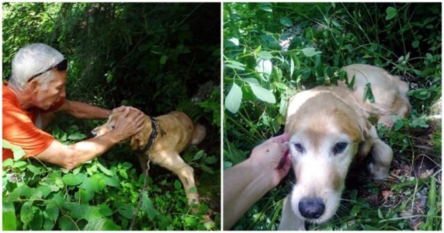 il-cane-trovato-solo-e-triste-in-mezzo-al-cespuglio