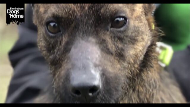 Scamp-il-cucciolo-abbandonato-nel-secchio-della-spazzatura 2