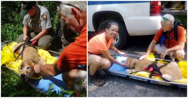 il-cane-trovato-solo-e-triste-in-mezzo-al-cespuglio 2