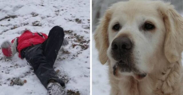 Bob-è-riuscito-a-sopravvivere-grazie-all'aiuto-del-suo-cane-Kesley