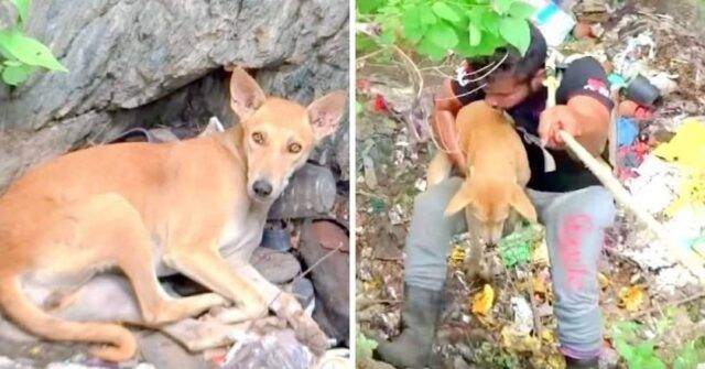 Lena-la-cagnolina-trovata-in-una-tragica-situazione