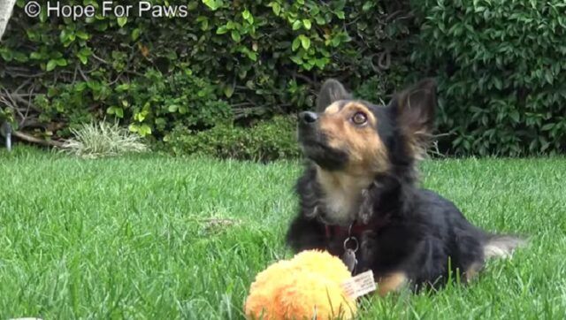 la-storia-del-cagnolino-trovato-in-gravi-condizioni 3