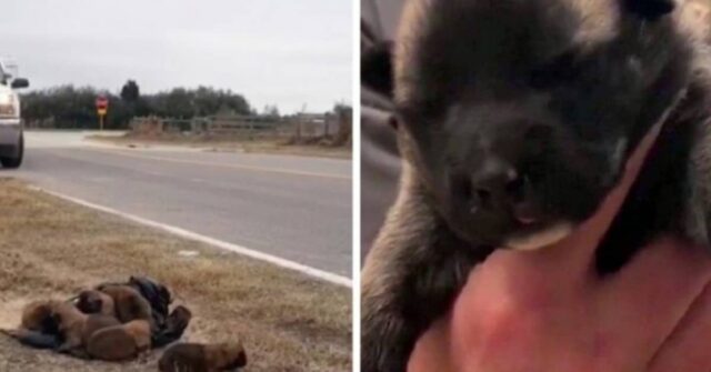 abbandonati-8-cuccioli-da-una-macchina-in-corsa-trovato-e-denunciato-il-responsabile