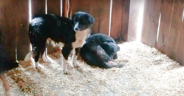 Lily-jane-la-cagnolina-che-aiuta-tutti-gli-animali-in-difficoltà