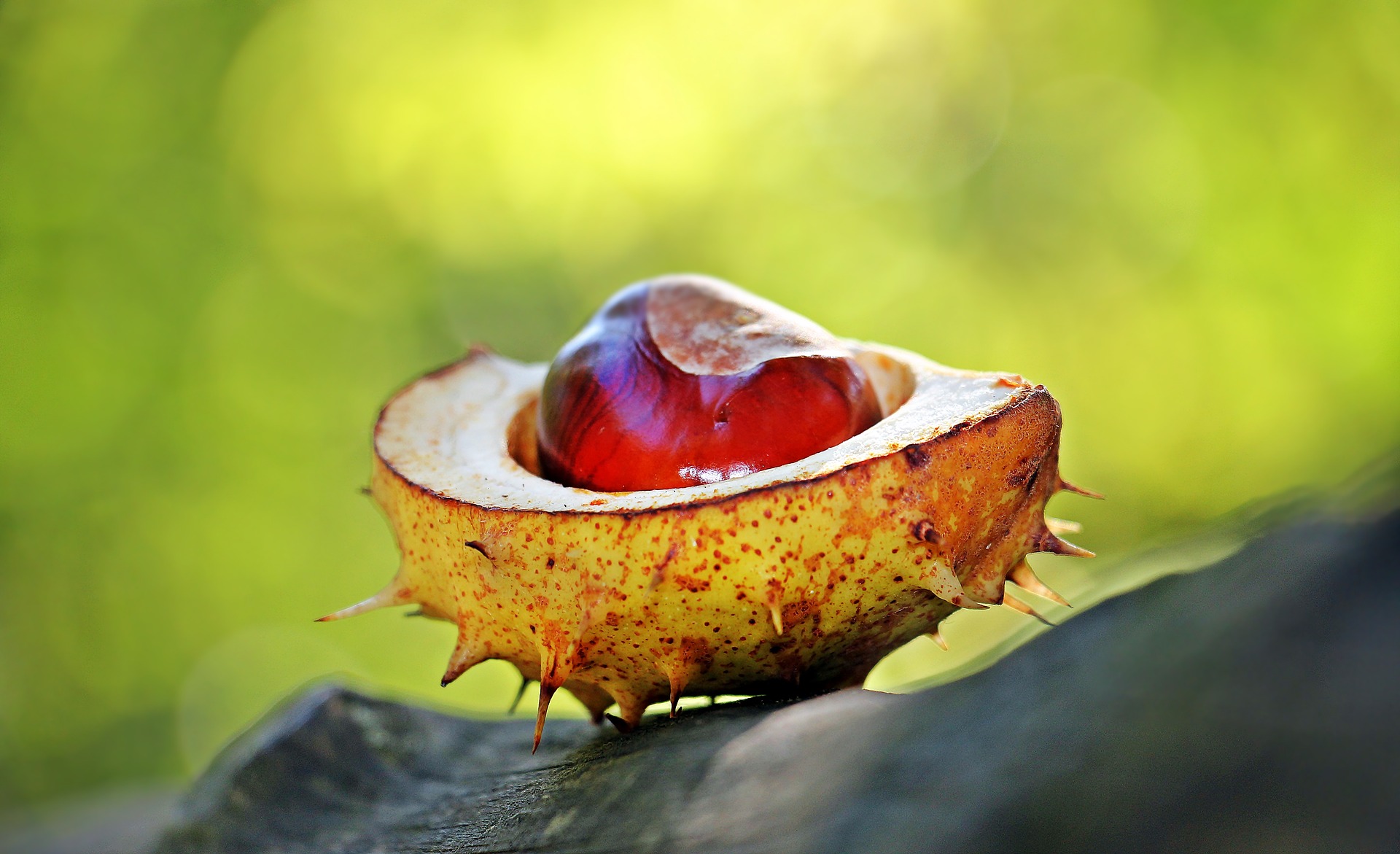 Dove andare a raccogliere le castagne