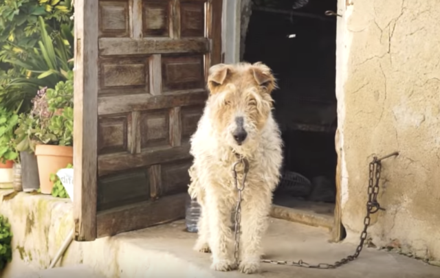 incatenata-per-tanti-anni-senza-un-nome-il-salvataggio-della-cagnolina