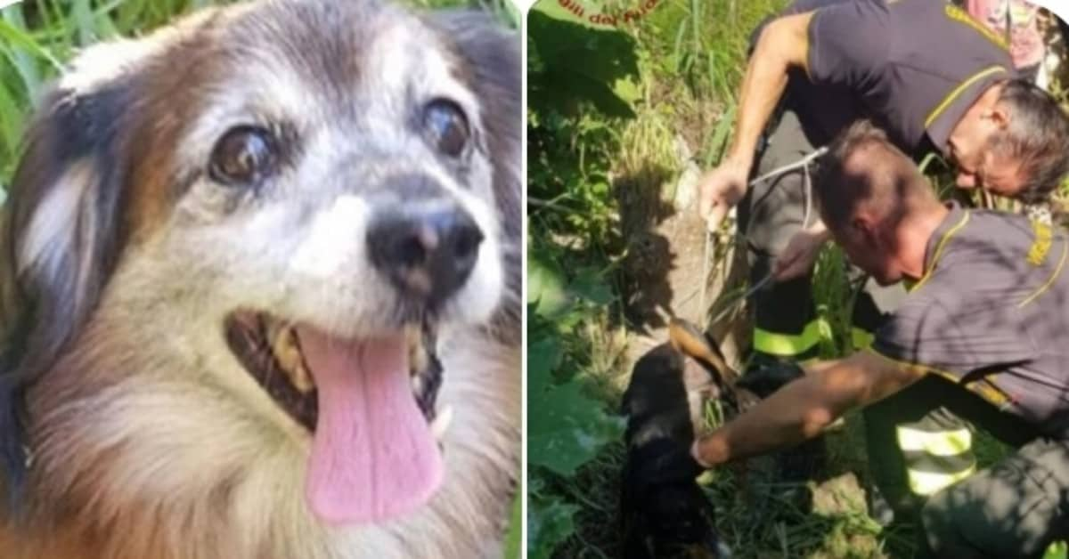 Cane scappa dalla sua padrona, per andare a salvare un altro cane