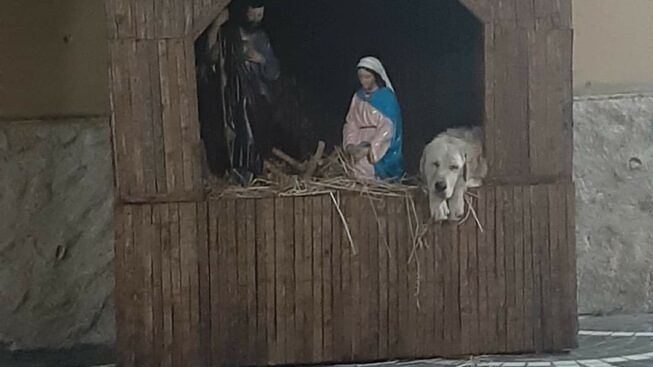 cane-presepe-Limbadi