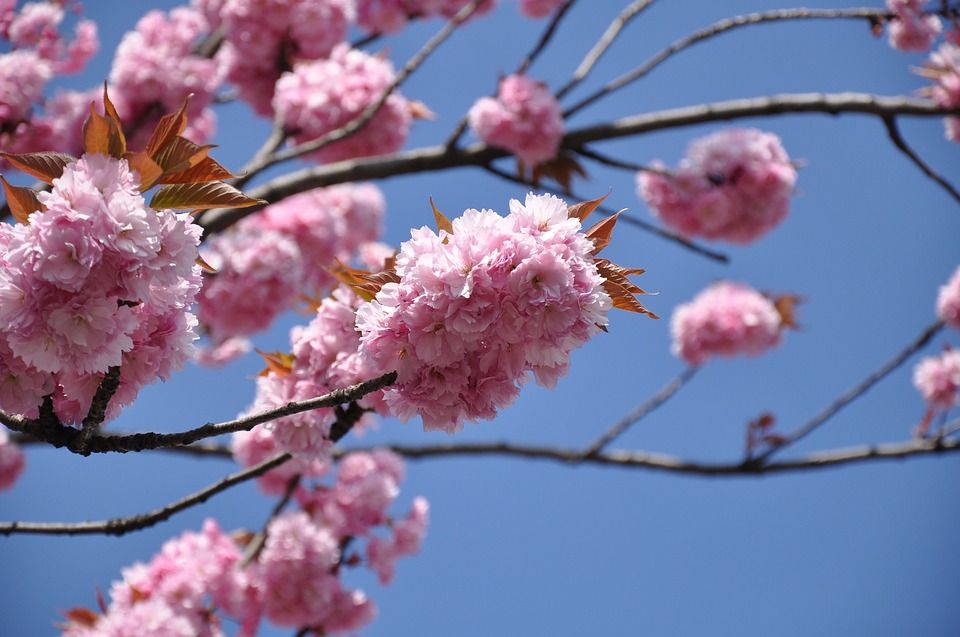 Nowruz: il Capodanno persiano che non dovresti perdere