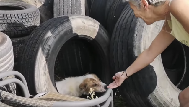 Cooper-il-cane-nascosto-nella-pila-di-pneumatici