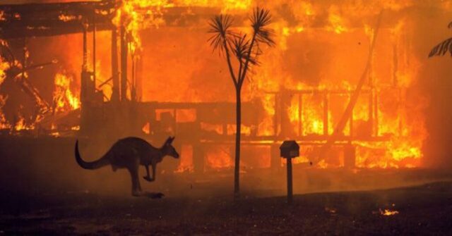 australia-incendi-cammelli-abbattuti