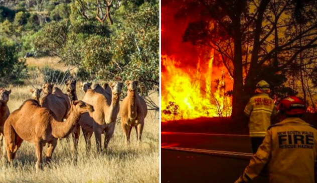 cammelli-australia-incendi