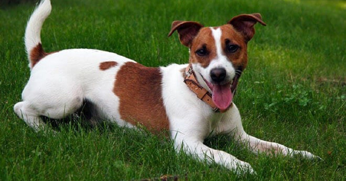 jack-russell-terrier