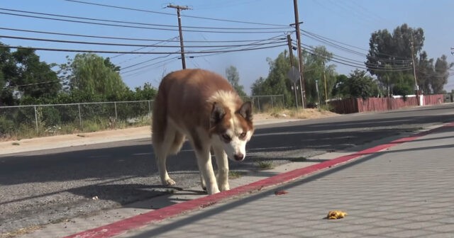 Lilla-la-cagnolina-abbandonata-fuori-una-scuola