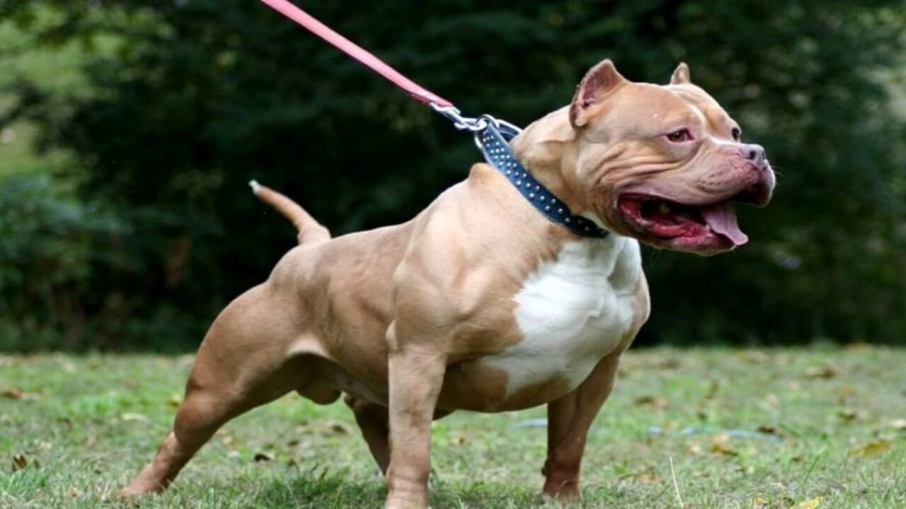 Persone Attaccate Da Pitbull.Collio Di Vobarno Donna Entra In Una Tabaccheria E Viene Aggredita Da Due Pitbull Bigodino