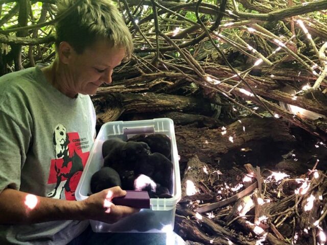 il-salvataggio-della-cagnolina-e-dei-sui-amati-cuccioli