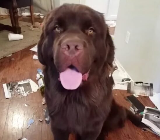 Boomer-il-cane-dispettoso