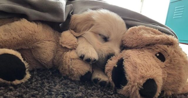 il-legame-nato-tra-Barley-e-Fluffy-il-cane-di-peluche