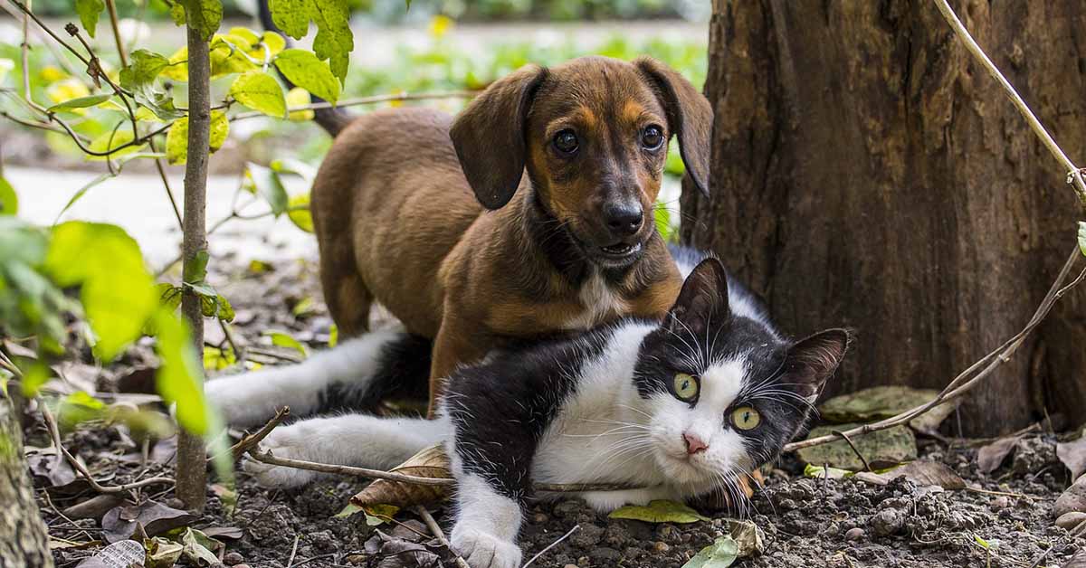 abbandono di cani e gatti in messico