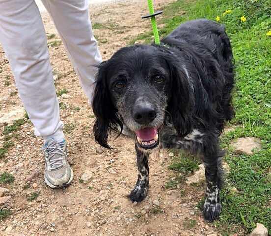 Deker il cane che veniva usato è stato abbandonato