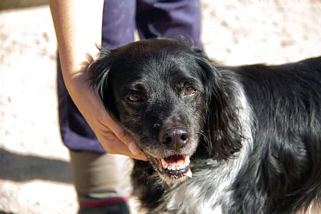 Deker il cane che veniva usato è stato portato nel rifugio