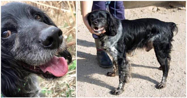 Il-piccolo-Deker-il-cane-che-veniva-usato-e-stato-portato-nel-rifugio