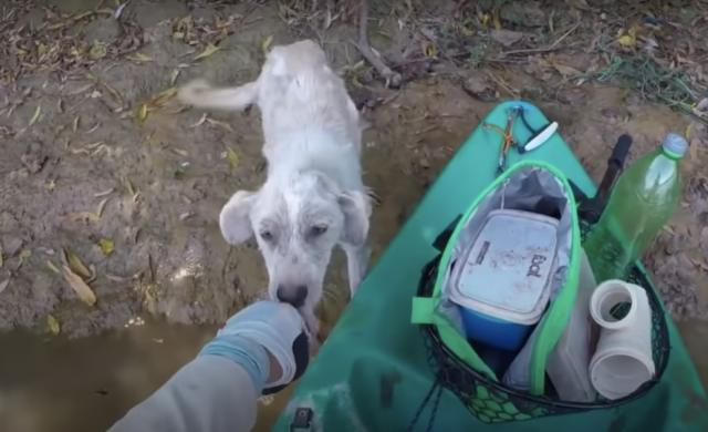 Fenando-trova-cane-abbandonato-su-un'isola-deserta